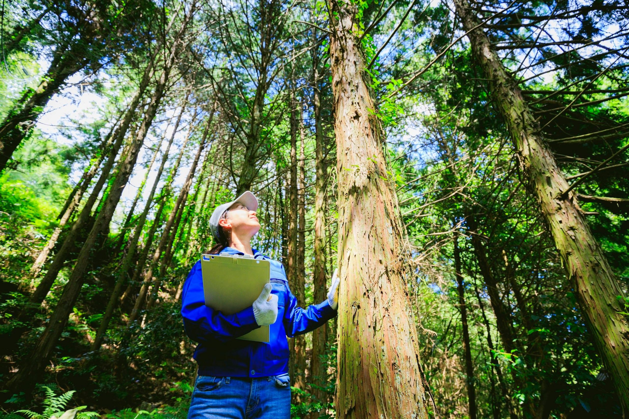 A student looking up at trees in the forest.